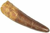 Fossil Spinosaurus Tooth - Real Dinosaur Tooth #311799-1